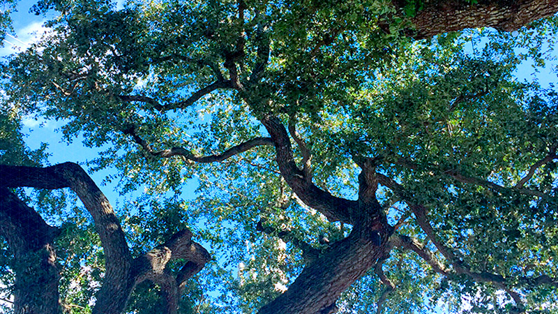 Sustainability and Social Responsibility